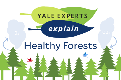 Yale Experts Explain Healthy Forests | Earth Week