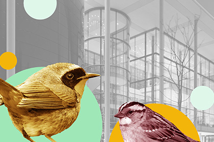 An illustration showing songbirds imposed on a photo of Evans Hall at the Yale School of Management