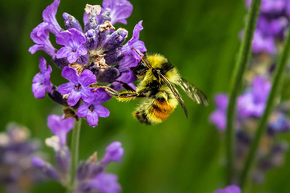 A photo of a bumble bee on a purple flower