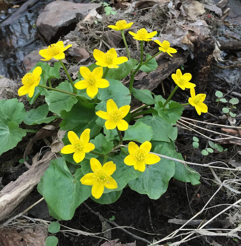 marsh marigold on the ground