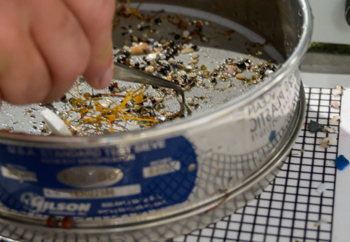 microplastics being picked up with tweezers
